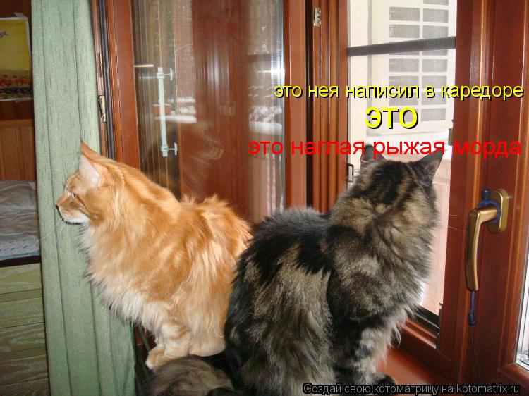 это нея написил в каредоре это это наглая рыжая морда... Котоматрица: это нея написил в каредоре это это наглая рыжая морда