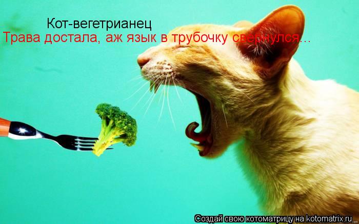 Кот-вегетрианец Трава достала, аж язык в трубочку свернулся...... Котоматрица: Кот-вегетрианец Трава достала, аж язык в трубочку свернулся...