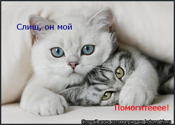 Слиш, он мой Помогитееее!... Котоматрица: Слиш, он мой Помогитееее!