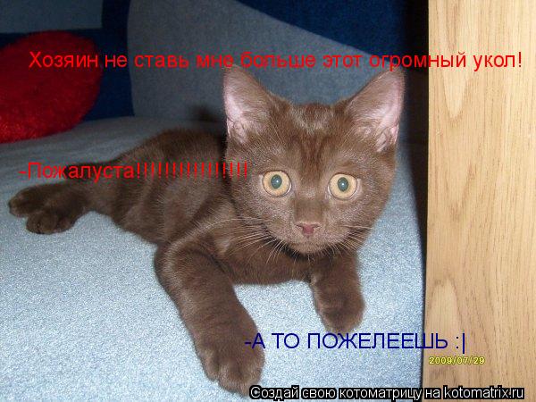Хозяин не ставь мне больше этот огромный укол! -Пожалуста!!!!!!!!!!!!!!!! -А ТО ПОЖЕЛЕЕШЬ :|... Котоматрица: Хозяин не ставь мне больше этот огромный укол! -Пожалуста!!!!!!!!!!!!!!!! -А ТО ПОЖЕЛЕЕШЬ :|