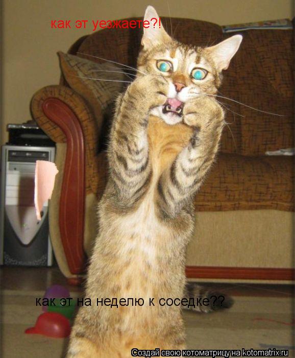 как эт на неделю к соседке?? как эт уезжаете?!... Котоматрица: как эт на неделю к соседке?? как эт уезжаете?!