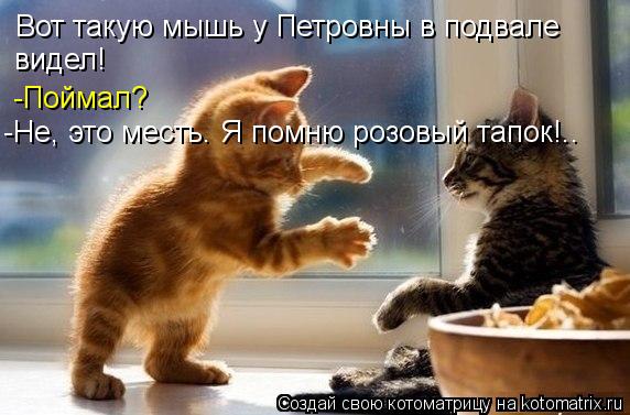 Вот такую мышь у Петровны в подвале видел! -Поймал? -Не, это месть. Я помню розовый тапок!..... Котоматрица: Вот такую мышь у Петровны в подвале видел! -Поймал? -Не, это месть. Я помню розовый тапок!..