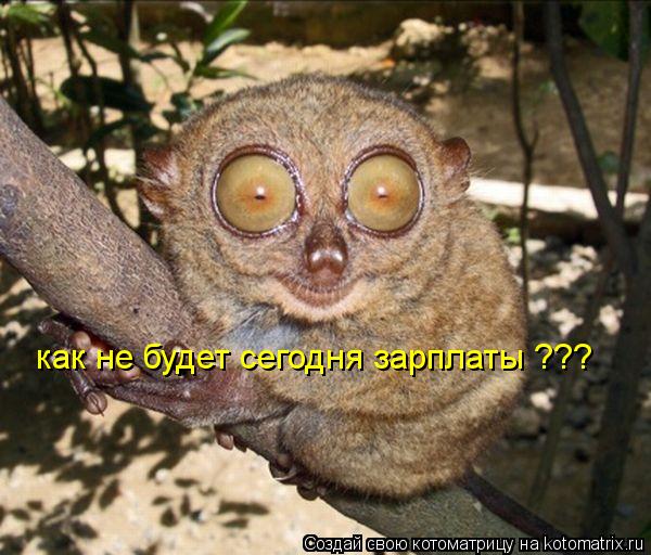 как не будет сегодня зарплаты ???... Котоматрица: как не будет сегодня зарплаты ???