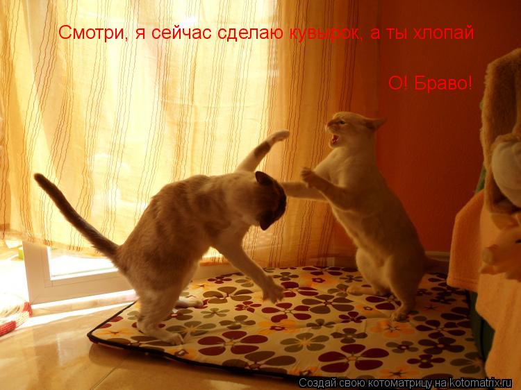 Смотри, я сейчас сделаю кувырок, а ты хлопай О! Браво!... Котоматрица: Смотри, я сейчас сделаю кувырок, а ты хлопай О! Браво!