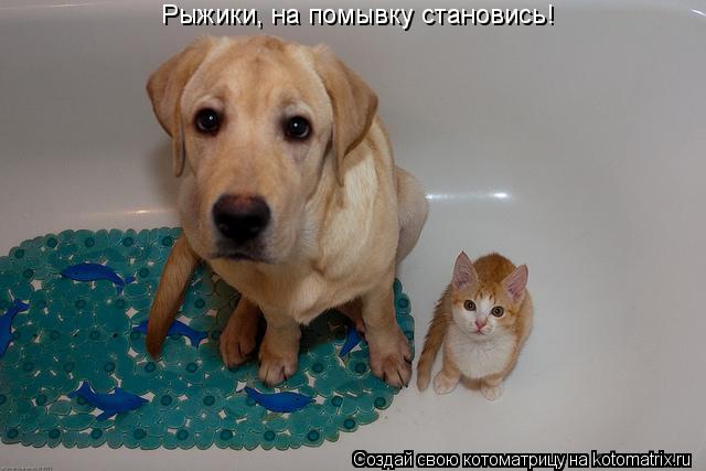 Рыжики, на помывку становись!... Котоматрица: Рыжики, на помывку становись!