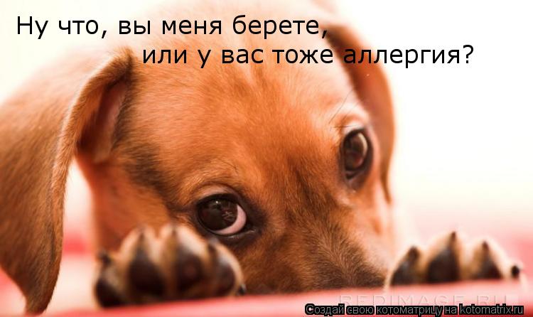 Ну что, вы меня берете, или у вас тоже аллергия?... Котоматрица: Ну что, вы меня берете, или у вас тоже аллергия?