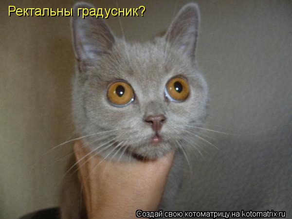 Ректальны градусник?... Котоматрица: Ректальны градусник?