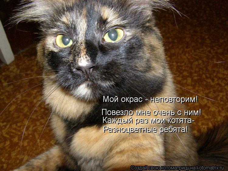 Повезло мне очень с ним! Каждый раз мои котята- Разноцветные ребята! Мой окрас - неповторим!... Котоматрица: Повезло мне очень с ним! Каждый раз мои котята- Разноцветные ребята! Мой окрас - неповторим!
