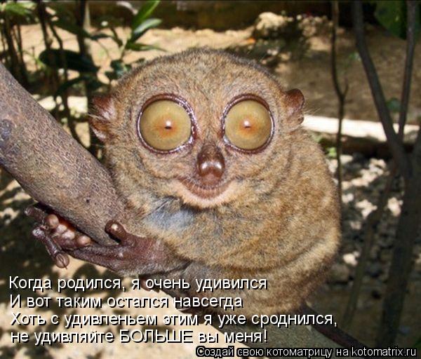И вот таким остался навсегда Хоть с удивленьем этим я уже сроднился, не удивляйте БОЛЬШЕ вы меня! К... Котоматрица: И вот таким остался навсегда Хоть с удивленьем этим я уже сроднился, не удивляйте БОЛЬШЕ вы меня! Когда родился, я очень удивился