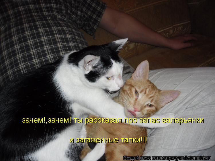 зачем!,зачем! ты рассказал про запас валерьянки и загаженные тапки!!!... Котоматрица: зачем!,зачем! ты рассказал про запас валерьянки и загаженные тапки!!!
