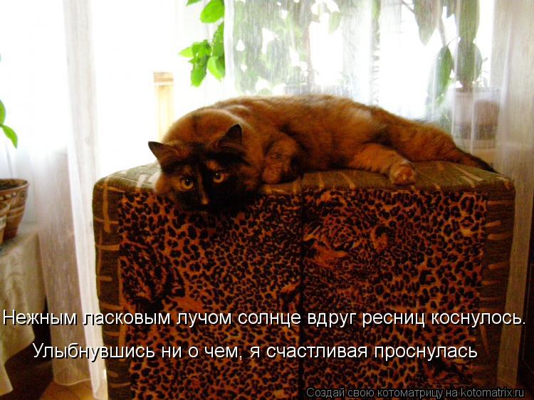 Нежным ласковым лучом солнце вдруг ресниц коснулось. Улыбнувшись ни о чем, я счастливая проснулась... Котоматрица: Нежным ласковым лучом солнце вдруг ресниц коснулось. Улыбнувшись ни о чем, я счастливая проснулась