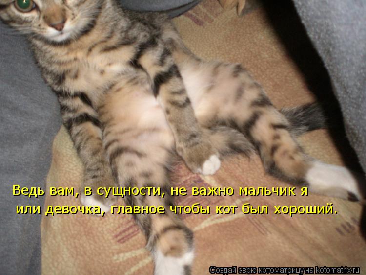 Ведь вам, в сущности, не важно мальчик я или девочка, главное чтобы кот был хороший.... Котоматрица: Ведь вам, в сущности, не важно мальчик я или девочка, главное чтобы кот был хороший.