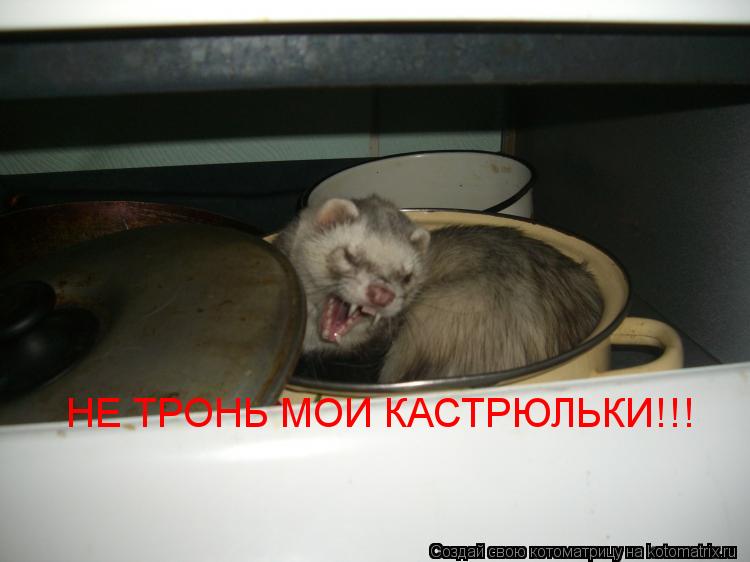 НЕ ТРОНЬ МОИ КАСТРЮЛЬКИ!!!... Котоматрица: НЕ ТРОНЬ МОИ КАСТРЮЛЬКИ!!!