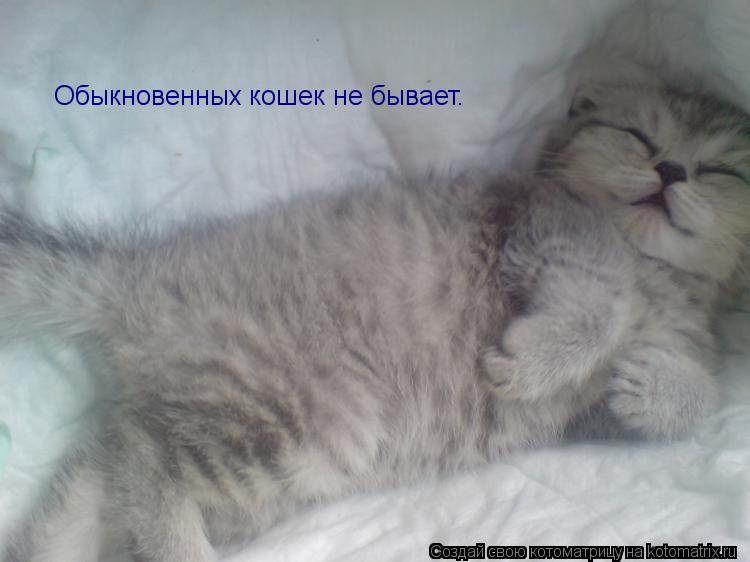Обыкновенных кошек не бывает.... Котоматрица: Обыкновенных кошек не бывает.