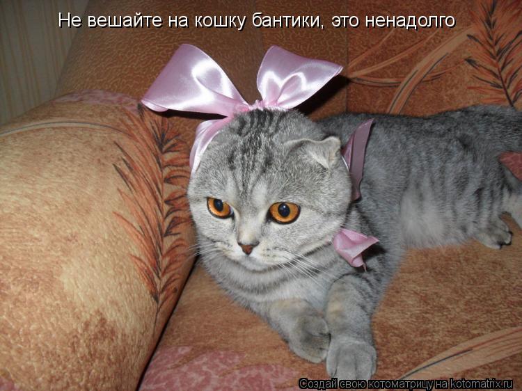 Не вешайте на кошку бантики, это ненадолго... Котоматрица: Не вешайте на кошку бантики, это ненадолго