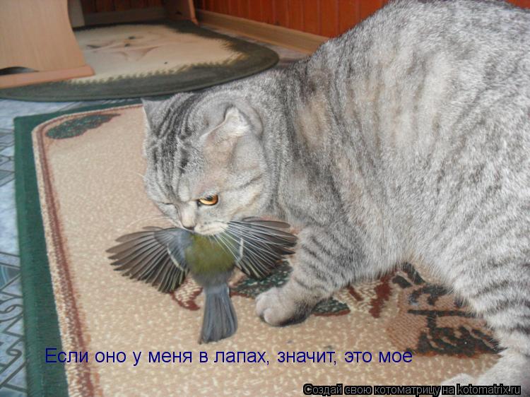 Если оно у меня в лапах, значит, это мое... Котоматрица: Если оно у меня в лапах, значит, это мое