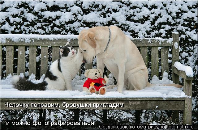 Челочку поправим, бровушки пригладим и можно фотографироваться... Котоматрица: Челочку поправим, бровушки пригладим и можно фотографироваться
