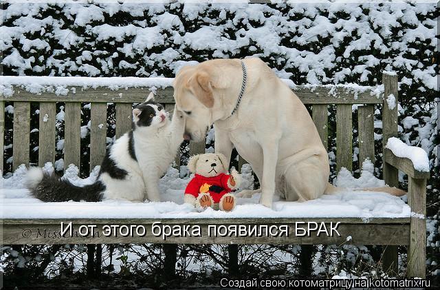 И от этого брака появился БРАК... Котоматрица: И от этого брака появился БРАК