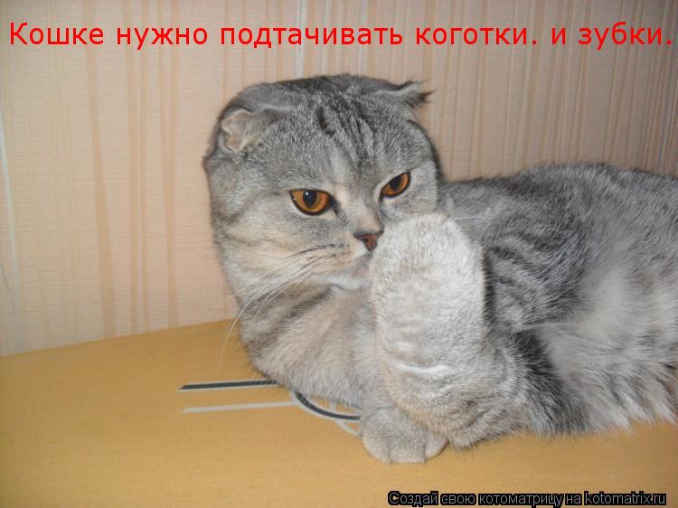 Кошке нужно подтачивать коготки… и зубки… Возмущаться бесполезно.... Котоматрица: Кошке нужно подтачивать коготки… и зубки… Возмущаться бесполезно.