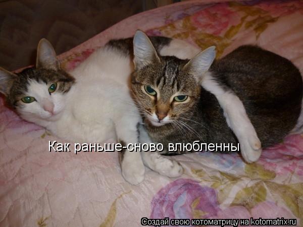 Как раньше-сново влюбленны... Котоматрица: Как раньше-сново влюбленны