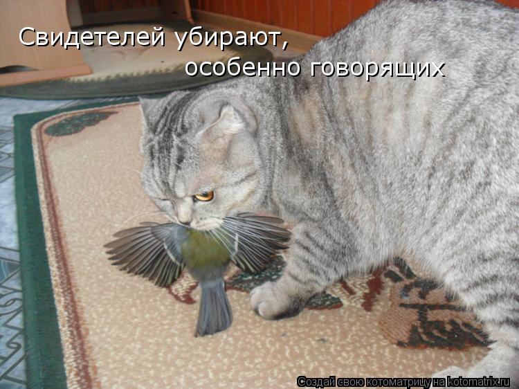 Свидетелей убирают, особенно говорящих... Котоматрица: Свидетелей убирают, особенно говорящих