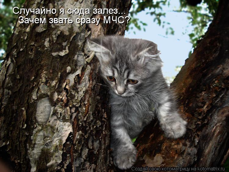 Случайно я сюда залез... Зачем звать сразу МЧС?... Котоматрица: Случайно я сюда залез... Зачем звать сразу МЧС?