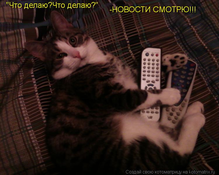 "Что делаю?Что делаю?" -НОВОСТИ СМОТРЮ!!!... Котоматрица: "Что делаю?Что делаю?" -НОВОСТИ СМОТРЮ!!!