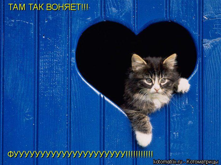 ТАМ ТАК ВОНЯЕТ!!! ФУУУУУУУУУУУУУУУУУУУУУ!!!!!!!!!!!... Котоматрица: ТАМ ТАК ВОНЯЕТ!!! ФУУУУУУУУУУУУУУУУУУУУУ!!!!!!!!!!!