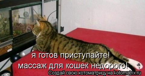 я готов приступайте! массаж для кошек недорого!... Котоматрица: я готов приступайте! массаж для кошек недорого!