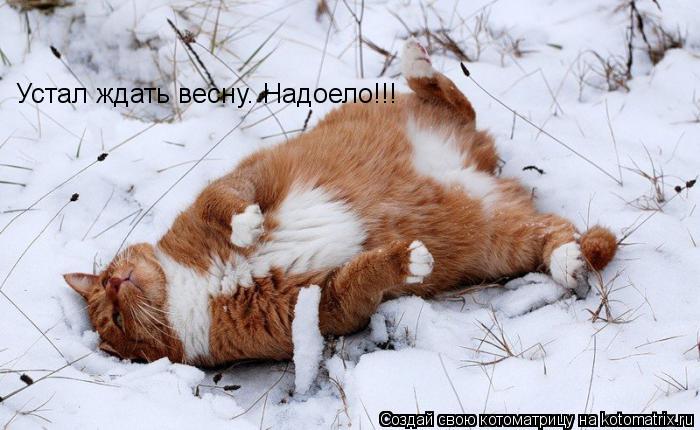 Устал ждать весну. Надоело!!!... Котоматрица: Устал ждать весну. Надоело!!!
