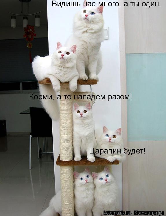 Видишь нас много, а ты один. Корми, а то нападем разом! Царапин будет!... Котоматрица: Видишь нас много, а ты один. Корми, а то нападем разом! Царапин будет!