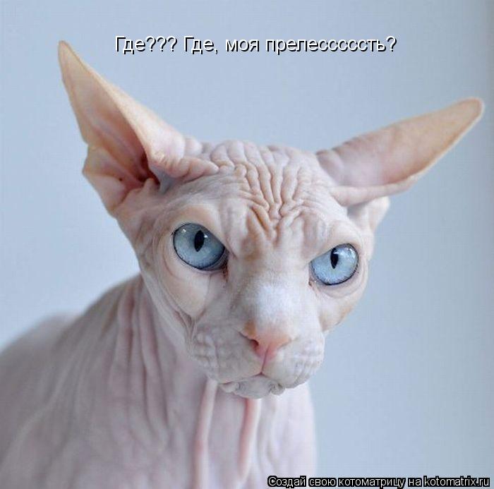 Где??? Где, моя прелесссссть?... Котоматрица: Где??? Где, моя прелесссссть?