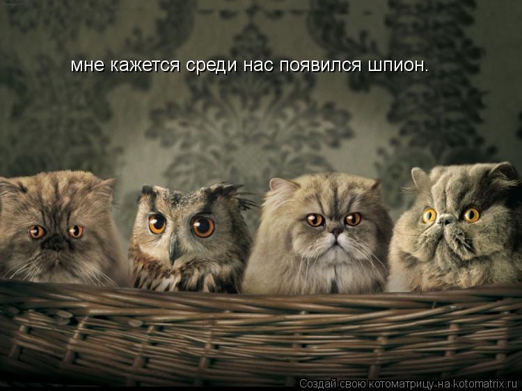 мне кажется среди нас появился шпион.... Котоматрица: мне кажется среди нас появился шпион.