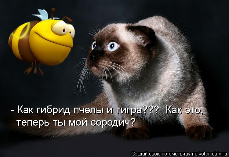- Как гибрид пчелы и тигра??? Как это, теперь ты мой сородич?... Котоматрица: - Как гибрид пчелы и тигра??? Как это, теперь ты мой сородич?