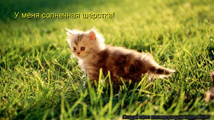 У меня солнечная шёрстка!... Котоматрица: У меня солнечная шёрстка!