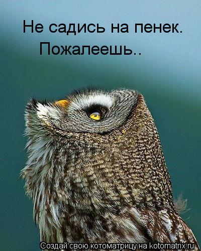 Не садись на пенек. Пожалеешь..... Котоматрица: Не садись на пенек. Пожалеешь..