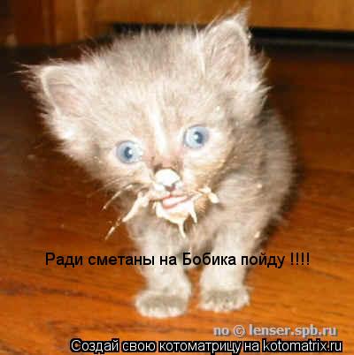 Ради сметаны на Бобика пойду !!!!... Котоматрица: Ради сметаны на Бобика пойду !!!!