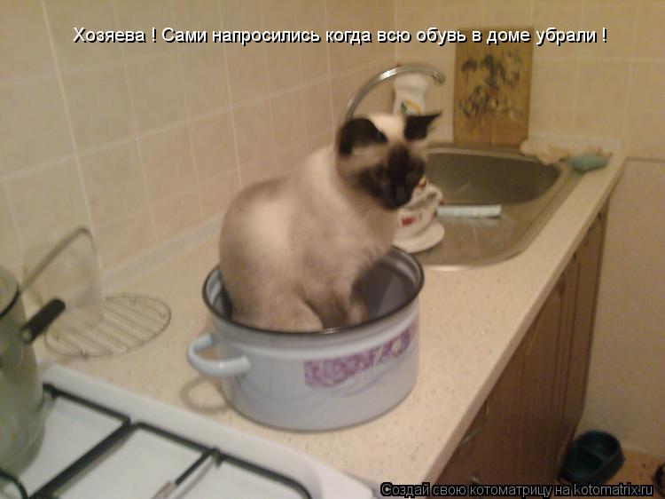 Хозяева ! Сами напросились когда всю обувь в доме убрали !... Котоматрица: Хозяева ! Сами напросились когда всю обувь в доме убрали !