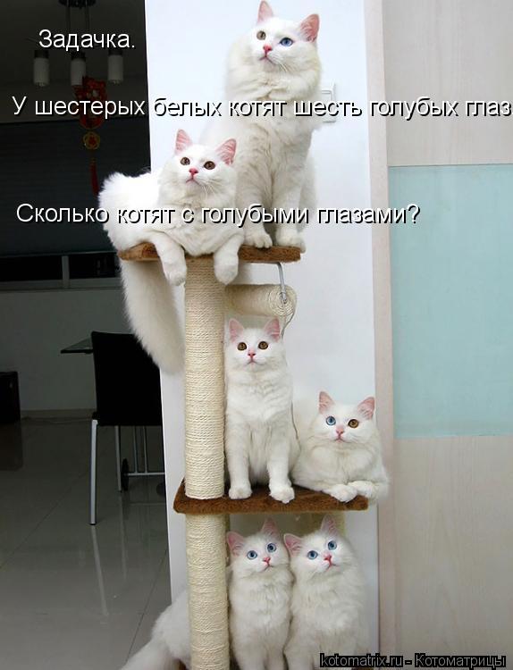 Задачка. У шестерых белых котят шесть голубых глаз. Сколько котят с голубыми глазами?... Котоматрица: Задачка. У шестерых белых котят шесть голубых глаз. Сколько котят с голубыми глазами?