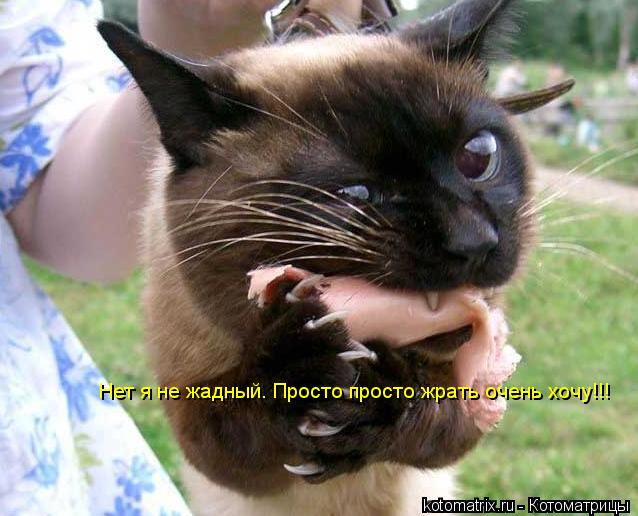 Нет я не жадный. Просто просто жрать очень хочу!!!... Котоматрица: Нет я не жадный. Просто просто жрать очень хочу!!!