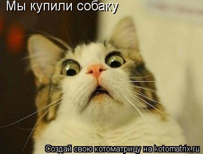 Мы купили собаку... Котоматрица: Мы купили собаку