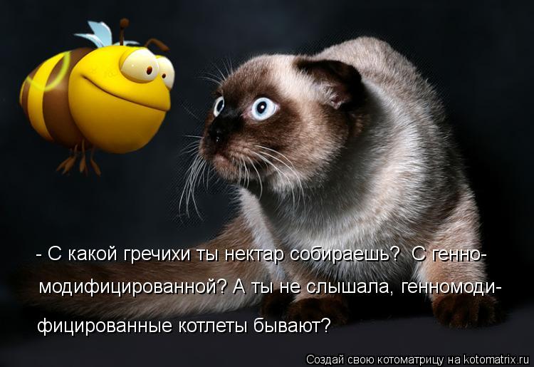 - С какой гречихи ты нектар собираешь? С генно- модифицированной? А ты не слышала, генномоди- фицир... Котоматрица: - С какой гречихи ты нектар собираешь? С генно- модифицированной? А ты не слышала, генномоди- фицированные котлеты бывают?