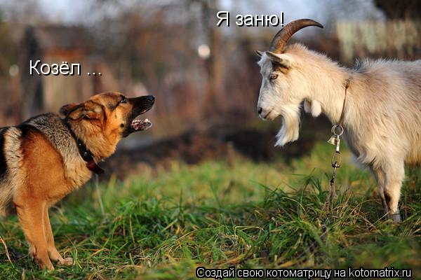 Козёл ... Я заню!... Котоматрица: Козёл ... Я заню!