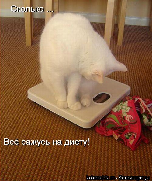 Сколько ... Всё сажусь на диету!... Котоматрица: Сколько ... Всё сажусь на диету!