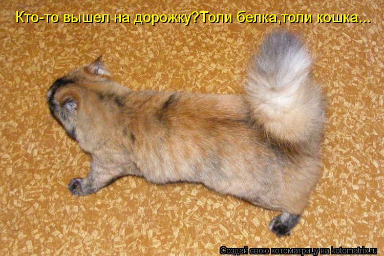 Кто-то вышел на дорожку?Толи белка,толи кошка...... Котоматрица: Кто-то вышел на дорожку?Толи белка,толи кошка...