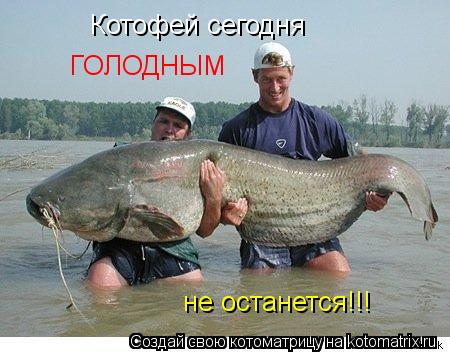 Котофей сегодня ГОЛОДНЫМ не останется!!!... Котоматрица: Котофей сегодня ГОЛОДНЫМ не останется!!!