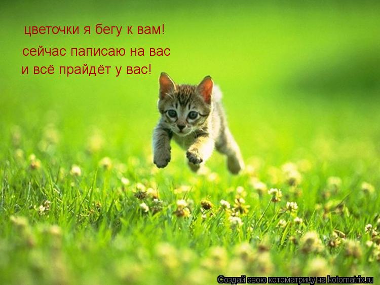 цветочки я бегу к вам! сейчас паписаю на вас сейчас паписаю на ва и всё прайдёт у вас!... Котоматрица: цветочки я бегу к вам! сейчас паписаю на вас сейчас паписаю на ва и всё прайдёт у вас!