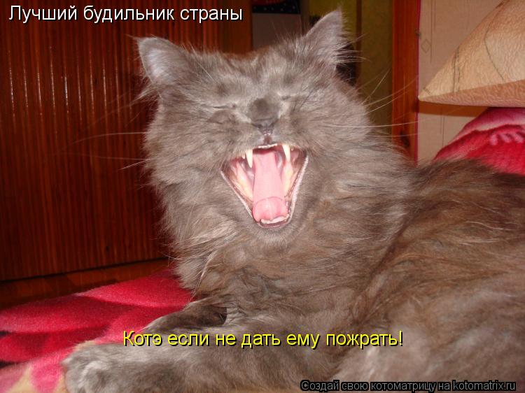 Лучший будильник страны Котэ если не дать ему пожрать!... Котоматрица: Лучший будильник страны Котэ если не дать ему пожрать!