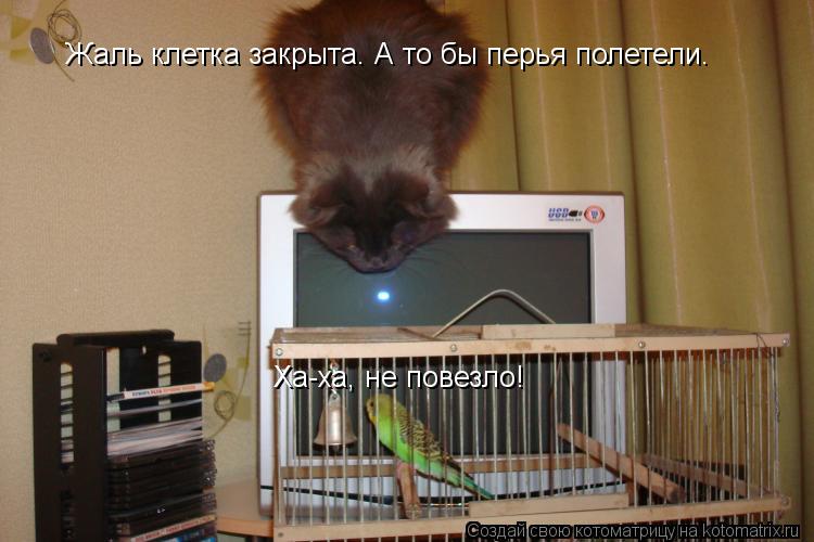 Жаль клетка закрыта. А то бы перья полетели. Ха-ха, не повезло!... Котоматрица: Жаль клетка закрыта. А то бы перья полетели. Ха-ха, не повезло!