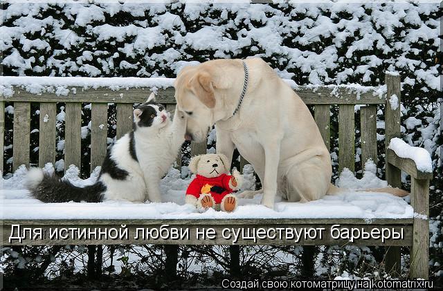 Для истинной любви не существуют барьеры... Котоматрица: Для истинной любви не существуют барьеры
